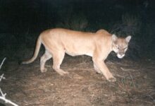 Identity Management AWS