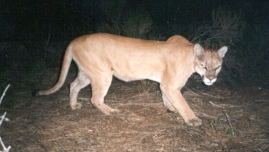 Identity Management AWS